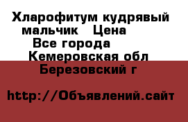 Хларофитум кудрявый мальчик › Цена ­ 30 - Все города  »    . Кемеровская обл.,Березовский г.